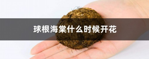 球根海棠什么时候开花