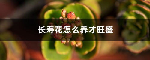 长寿花怎么养才旺盛