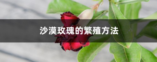 沙漠玫瑰的繁殖方法