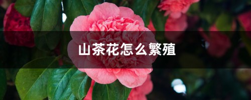 山茶花怎么繁殖，繁殖后代的方法