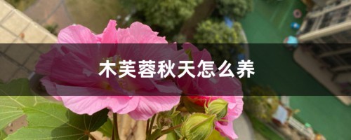 木芙蓉秋天怎么养