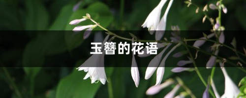 玉簪的花语和寓意，有什么传说故事