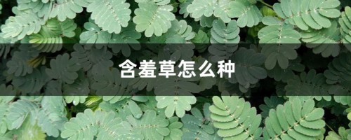 含羞草怎么种，含羞草的资料