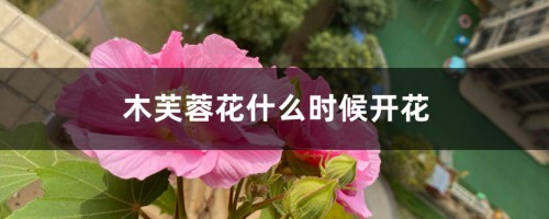 木芙蓉花什么时候开花