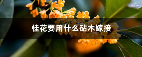 桂花要用什么砧木嫁接