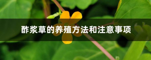 酢浆草的养殖方法和注意事项