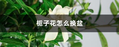 栀子花怎么换盆