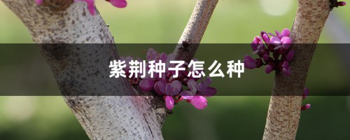 紫荆种子怎么种