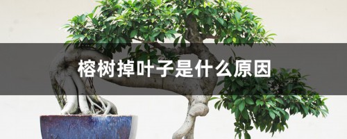 榕树掉叶子是什么原因