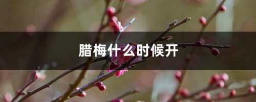 腊梅什么时候开