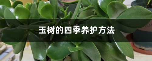 玉树的四季养护方法